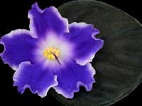 (image for) Panda Paws