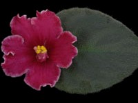 (image for) Paprika (Lyon's)