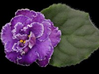 (image for) Paradise Lost