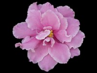 (image for) Party Dress (Lyon's)