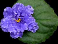 (image for) Peaceful Sleep