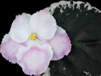 (image for) Peppermint Marshmallow