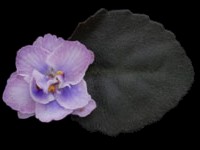 (image for) Persian Lace