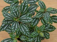 (image for) Pilea - Aluminum Plant