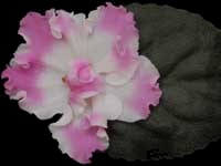 (image for) Pink Pearls