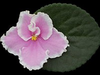 (image for) Pink Summit