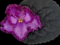 (image for) Pirate's Treasure (Lyon's)