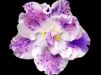 (image for) Playful Spectrum