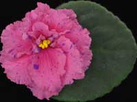 (image for) Psychedelic Rose