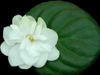 (image for) Pure Serenity