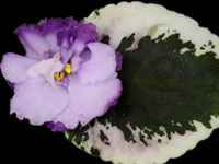 (image for) Purple Waters