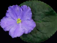 (image for) Radiant Glory