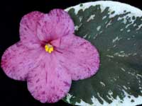 (image for) Raspberry Rain