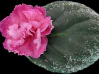 (image for) Rebel's Coral Jewel