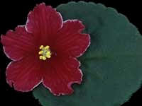 (image for) Red Rocket (Lyon's)