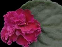 (image for) Redoubled