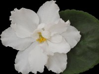 (image for) Rhapsody in White