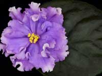 (image for) Right as Rain