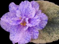 (image for) Rob's Argyle Socks