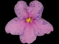 (image for) Rob's Calypso Beat