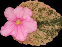 (image for) Rob's Ooey Gooey