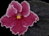 (image for) Rockin' Robin