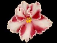 (image for) Rockin' Romance