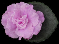 (image for) Rosy Pink