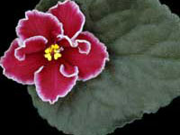 (image for) Rumba Red