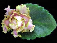 (image for) Sassy Sister