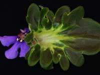 (image for) Senk's Neverland Dreams