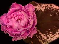 (image for) Sentimental Journey