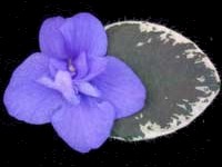 (image for) Shy Blue