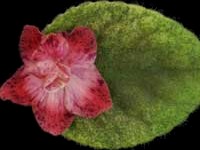 (image for) Sierra Sunrise