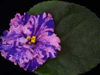 (image for) Silk Art