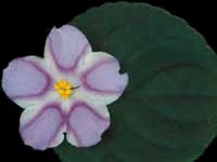 (image for) Silk 'n' Lace