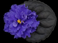 (image for) Simpler Times