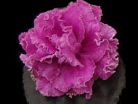 (image for) Simply Smashing