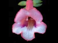 (image for) Sinningia - Amanda's Penny