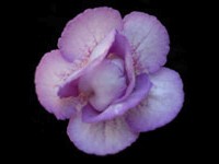 (image for) Sinningia - Danielle