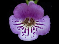 (image for) Sinningia - Flair