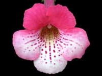 (image for) Sinningia - Kaleidoscope (x self)