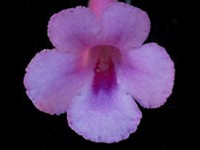 (image for) Sinningia - Xanadu (x self)