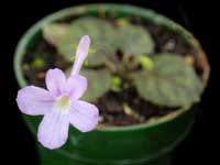 (image for) Sinningia - pusilla