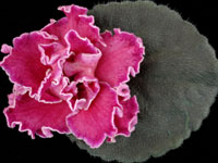 (image for) Sister's Secrets