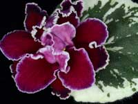 (image for) Sleigh Bells