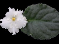 (image for) Snow Leopard