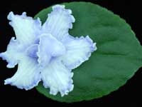 (image for) Solemn Promise