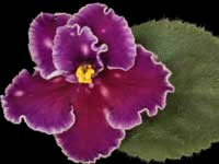 (image for) Spanish Dancer