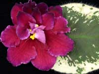 (image for) Spice Island